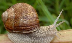 У ботанічному саду Твері влаштують перегони равликів 