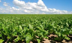 Держава виділила 1,6 мільярда на підтримку аграрного комплексу