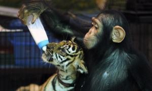 Самець шимпанзе вигодовує тигренят