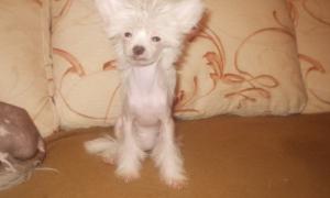 Китайцям заборонили тримати вдома собак