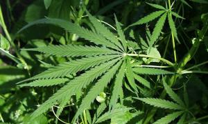 У Новій Зеландії заборонили ліки на основі конопель