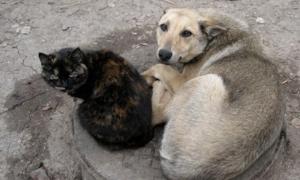 У Києві кожного року вбивають до 4 тисяч бездомних тварин