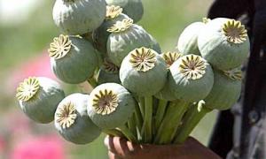 У Луцьку затримали наркоторговця з Ківерець