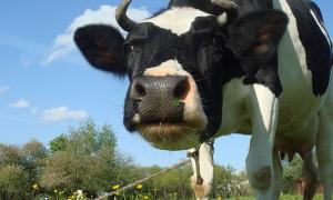 За кожну прирощену корову платитимуть 5 тисяч гривень