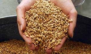 За серпень Україна експортувала менше 600 тисяч тонн збіжжя