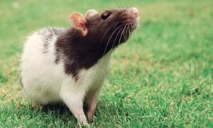 Гризунів виправдали за епідемію чуми