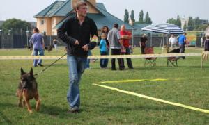 У Луцьку показали більше 300 собак зі всієї України
