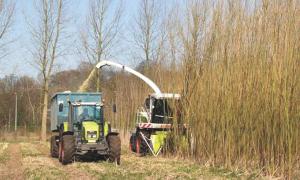 Закордонні інвестори вирощуватимуть на Волині енергетичне паливо
