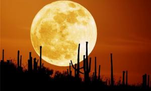 Американці відкриють піцерію на Місяці