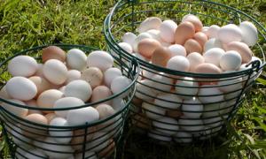 Восени яйця подорожчають на 10%