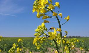 У волинському ріпаку виявили ГМО