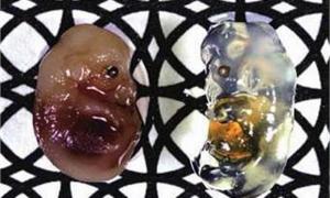 Біологи навчилися знебарвлювати клітини