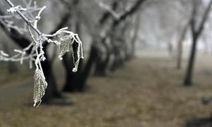 З середини вересня синоптики прогнозують заморозки