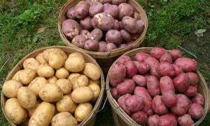 На Волині планують зібрати понад мільйон тонн картоплі 