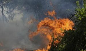 У Техасі вирують лісові пожежі