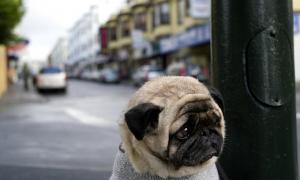 У Китаї заборонили проводити фестиваль страв із собачого м’яса