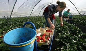 За кордоном працює до 3 мільйонів українців