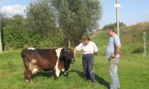 Депутати хочуть відібрати у громади пасовище?