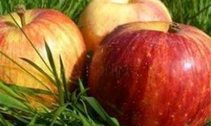 Україна на четвертому місці в Європі з виробництва яблук