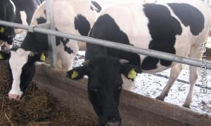 У луцьких супермаркетах з’являться автомати з молоком