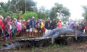 Найбільшого в світі крокодила вирішили залишити в неволі