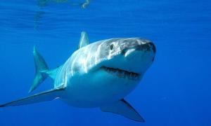 В Тихому океані створили заповідник для акул