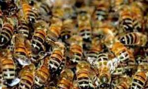 Бджоли атакували караван у Судані, загинуло 11 людей