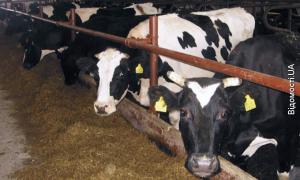 Корови з Німеччини дають молока на шість тисяч літрів більше, ніж волинські