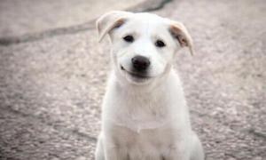 Частіше українці в Інтернеті шукають собак, ніж котів