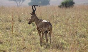 Під час змагань в Африці велосипедиста збила антилопа