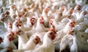 В Україну заборонили ввозити птицю з Нікарагуа