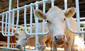 За вирощування телиць держава дала 129 тисяч дотації