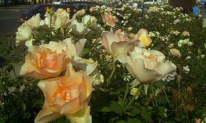 У центрі Севастополя висаджують волинську трояндову алею