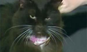 Кішка вижила після двох евтаназій