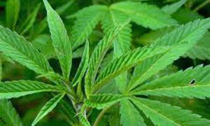 На Волині вилучили наркотиків на 1,2 мільйона