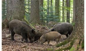 Борис Клімчук: Браконьєрство на Волині процвітає в кукурудзі