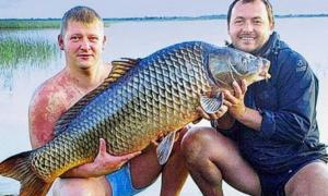 На Волині двоє рибалок піймали 30-кілограмового коропа 