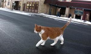 Мешканці американського містечка обрали мером кота