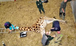 У Британії жирафі зробили «педикюр» кусачками й напильником