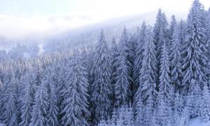 На Різдво у Ватикані встановлять українську ялинку