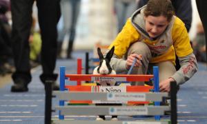 У Швейцарії влаштували кролячі перегони