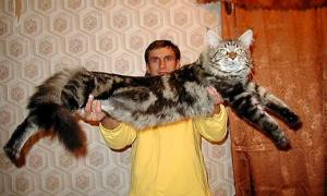 Кіт упав на господаря і забезпечив йому струс мозку