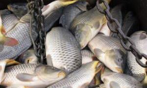 Волинянам запропонують місцеву прісноводну рибу