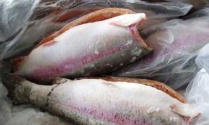 Махінатори з Волині двічі вигравали тендер на постачання морської риби в Київ