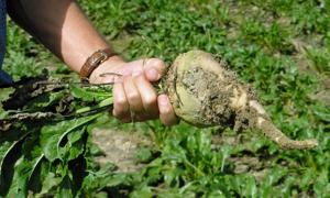 Волинські буряки найцукристіші в Україні