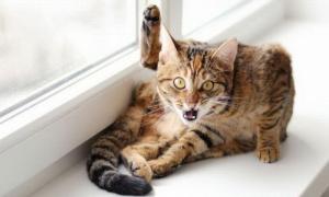 Кота з важким характером виселили з гуртожитку