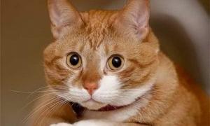 Із американської в’язниці виселяють понад 80 котів