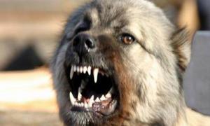 Суд звинуватив жінку в тому, що вона втрутилася у «сварку» собак