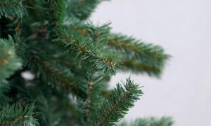 Лісництва продаватимуть ялинки від 35 гривень