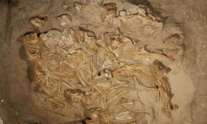 У Монголії виявили гніздо з рештками дитинчат динозавра